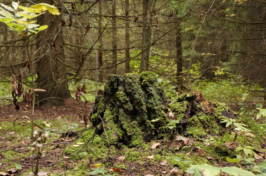 Еловник в Белыхино