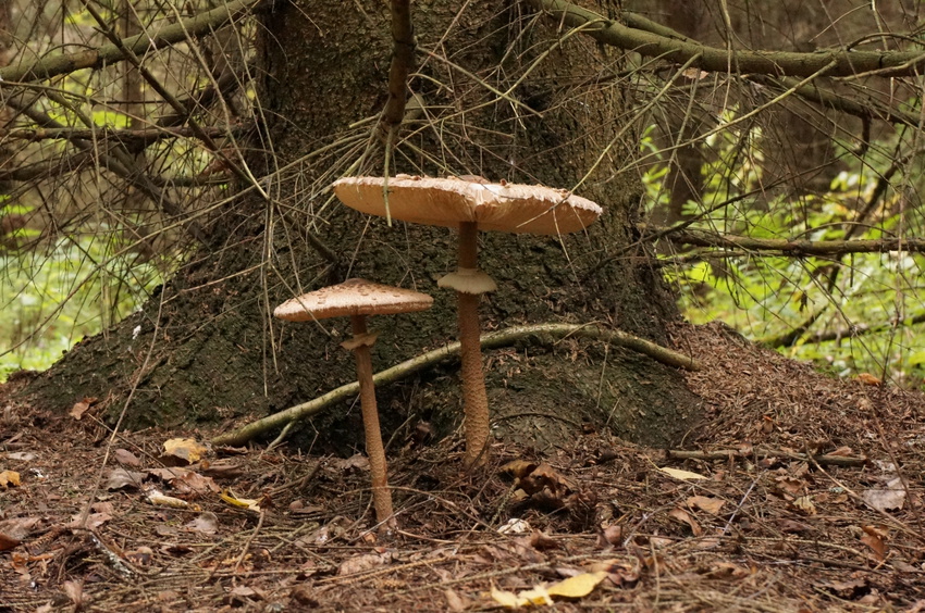 Еловник в Белыхино