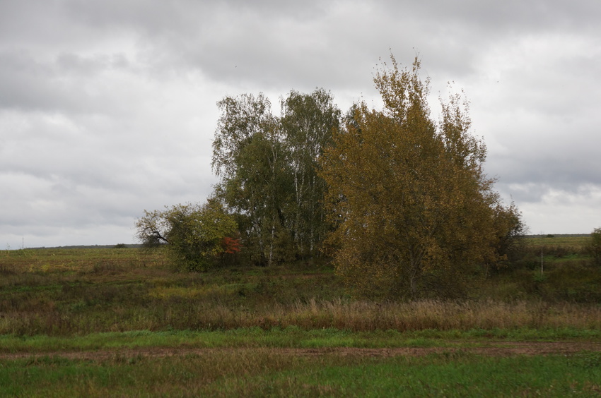 Природа Белыхино, осень 2016