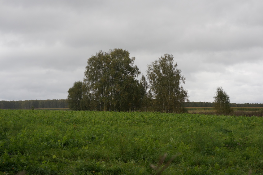 Природа Белыхино, осень 2016