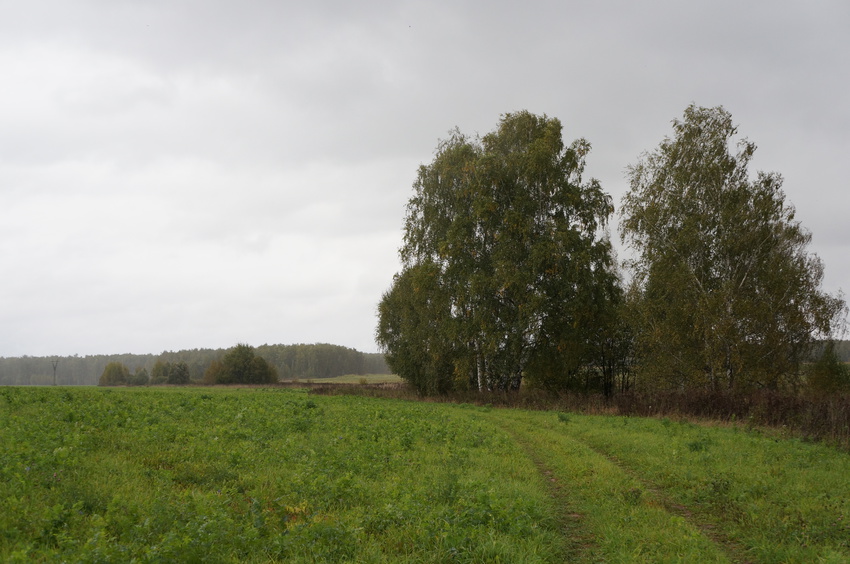 Природа Белыхино, осень 2016