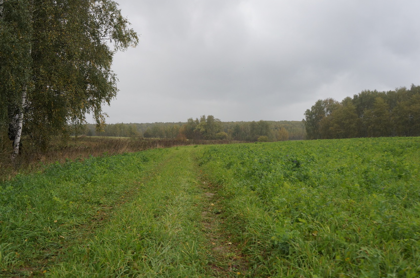 Природа Белыхино, осень 2016