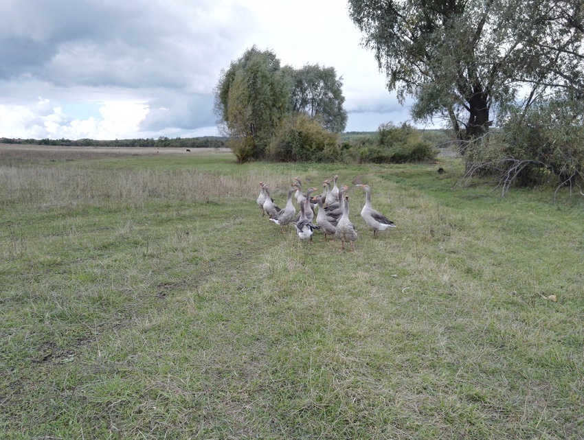 Природа Алтаево