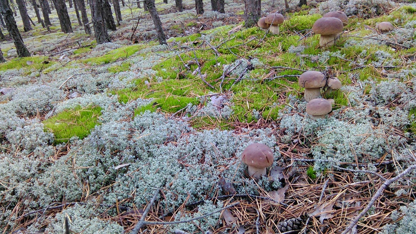 Белые грибы в лесах Сойгино