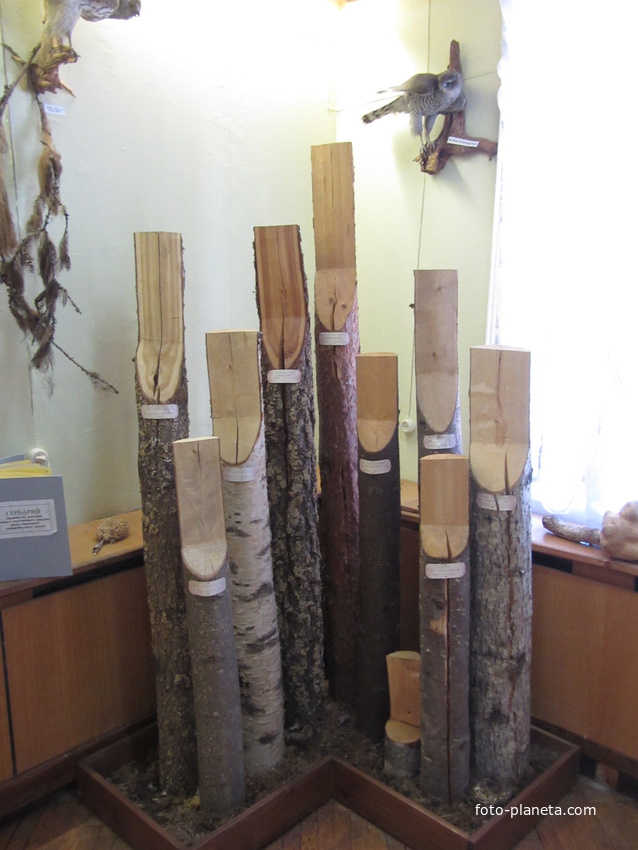 Экспонаты музея природы и истории лесоводства в Лисино-Корпус