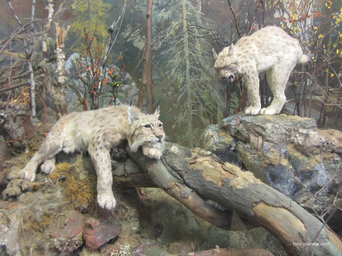 Экспонаты музея природы и истории лесоводства в Лисино-Корпус