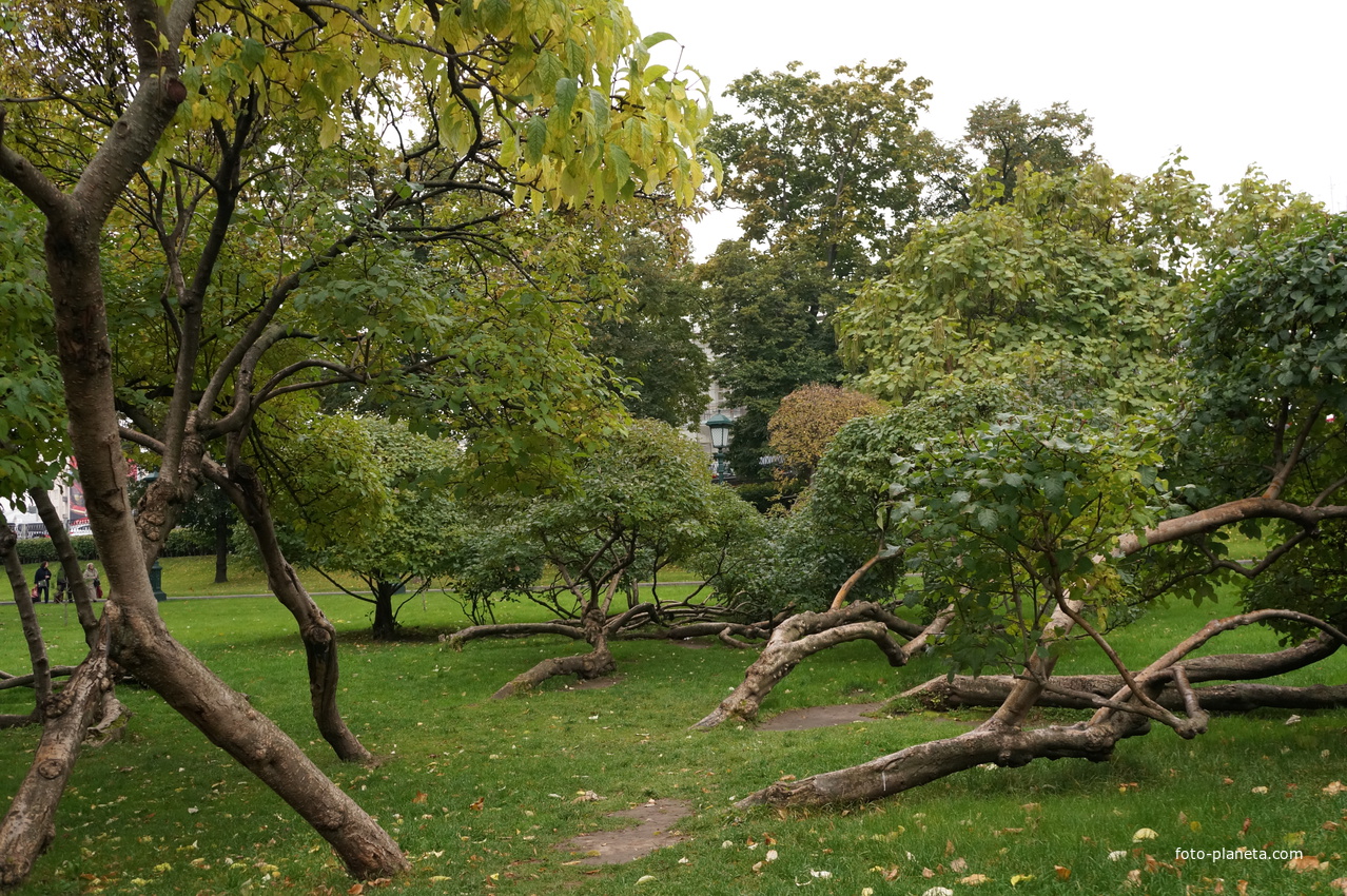 Лежачие деревья, Александровский Сад