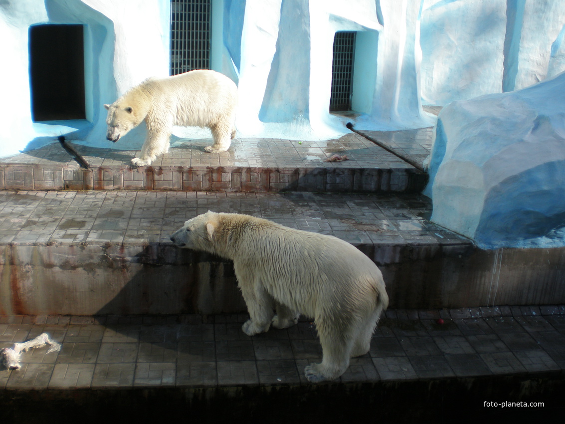 В Новосибирском зоопарке. Белые медведи.