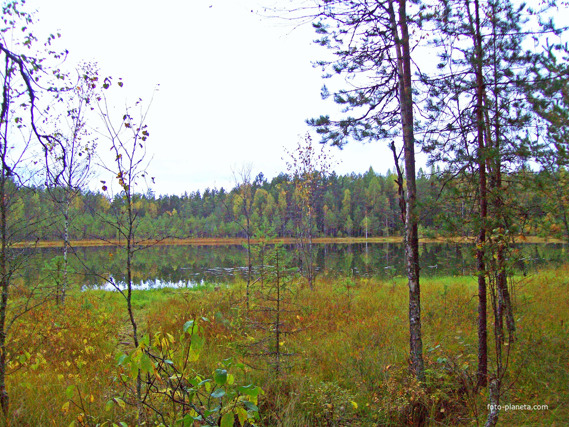 Деревня Воронцово.  Озеро в лесу