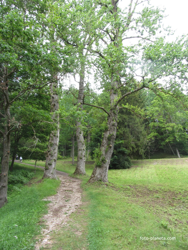 Тойла. Ору-парк. Аллея Берлинских тополей