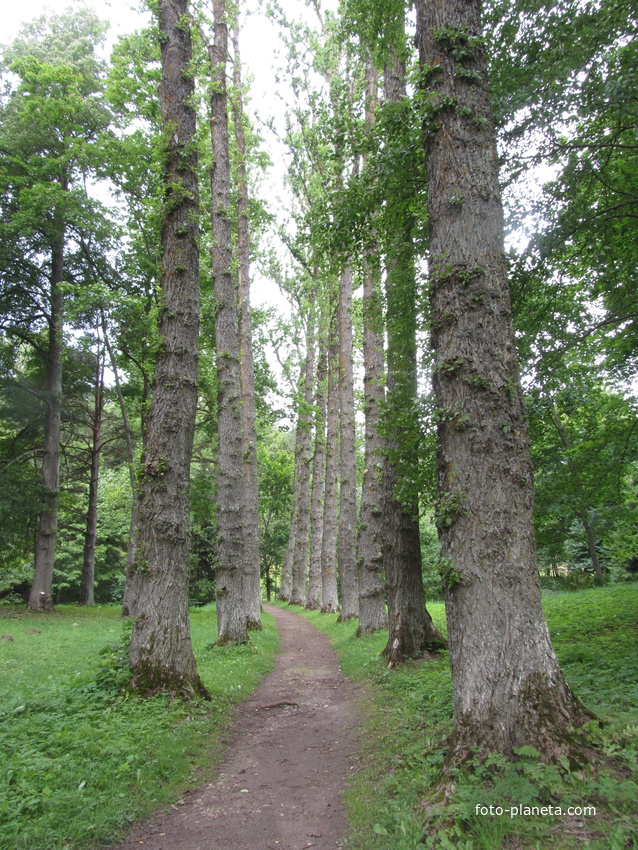 Тойла. Ору-парк. Аллея Берлинских тополей