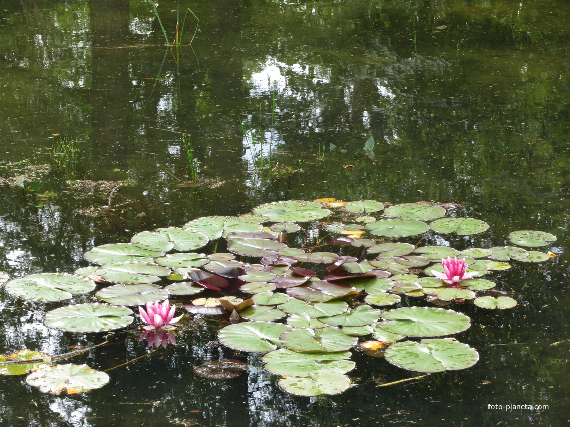 Тойла, Ору-парк. Дендрарий