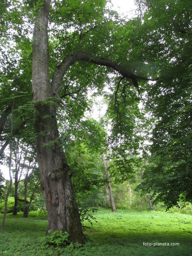 Тойла, Ору-парк. Дендрарий