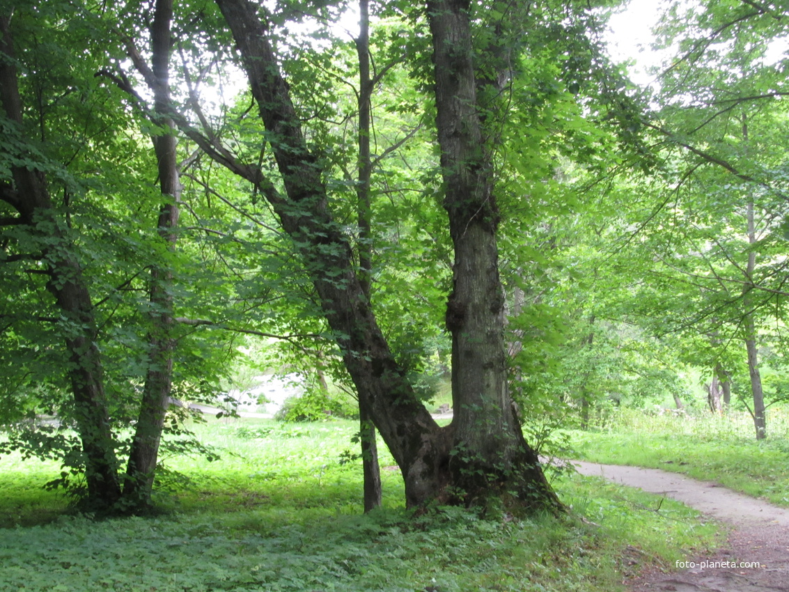 Тойла, Ору-парк. Дендрарий