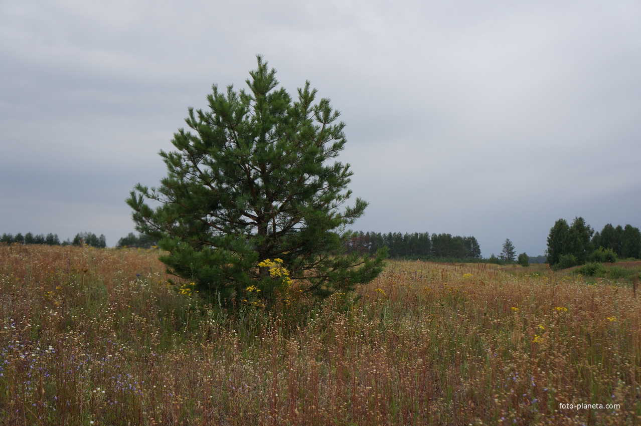 Природа Нарышкино