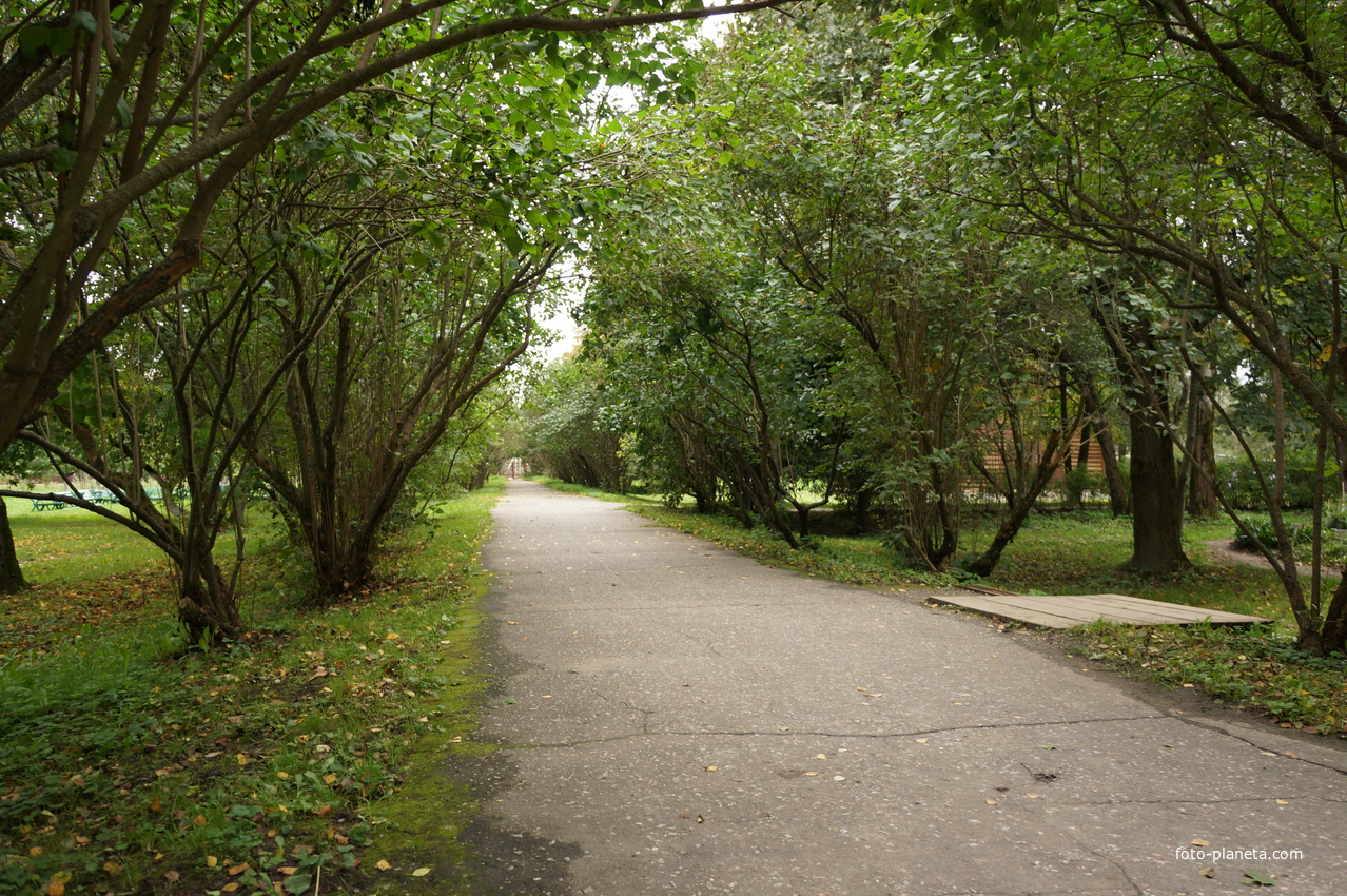 Сиреневая аллея