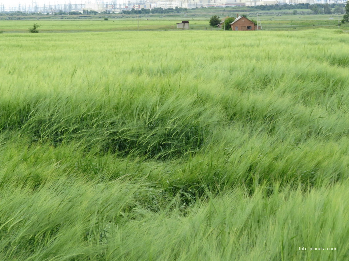 Зерновое поле