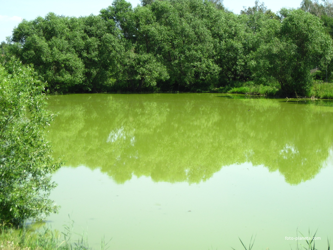 Село Сарлей,пруд