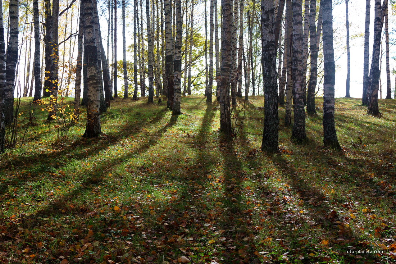 Лес на месте Иванова городища.