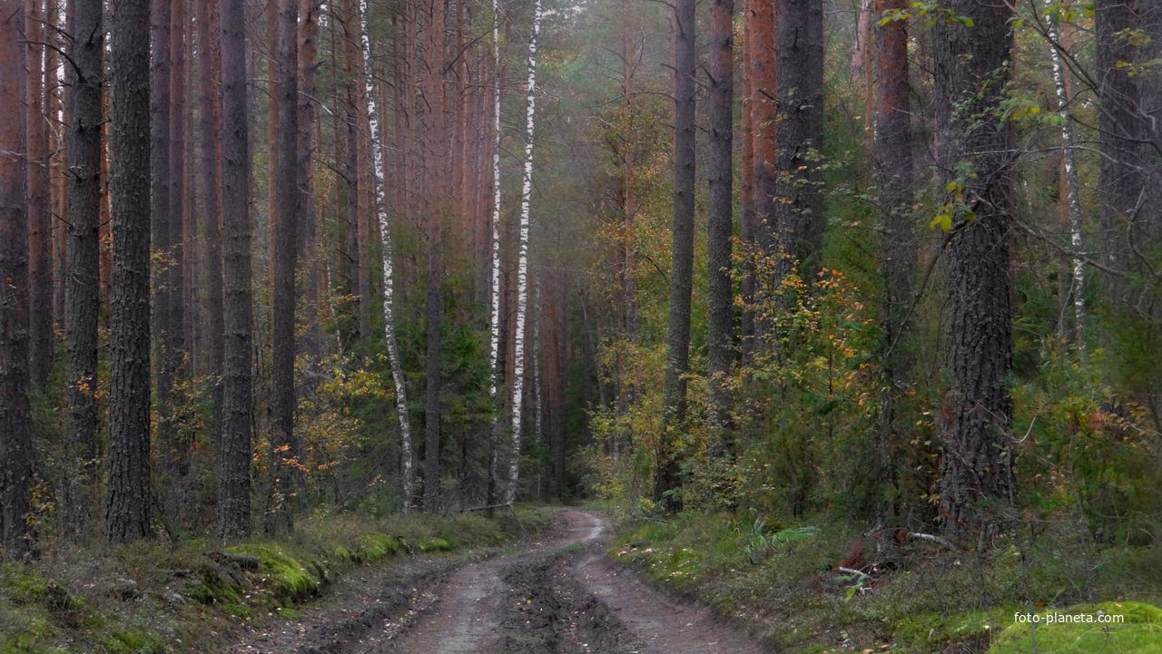 ЗА ГРИБАМИ. БЕЛЫМИ