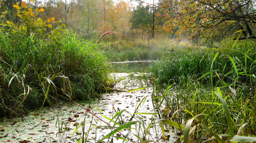 УТИНОЕ МЕСТО.  Р. ВЬЮНГИЩА