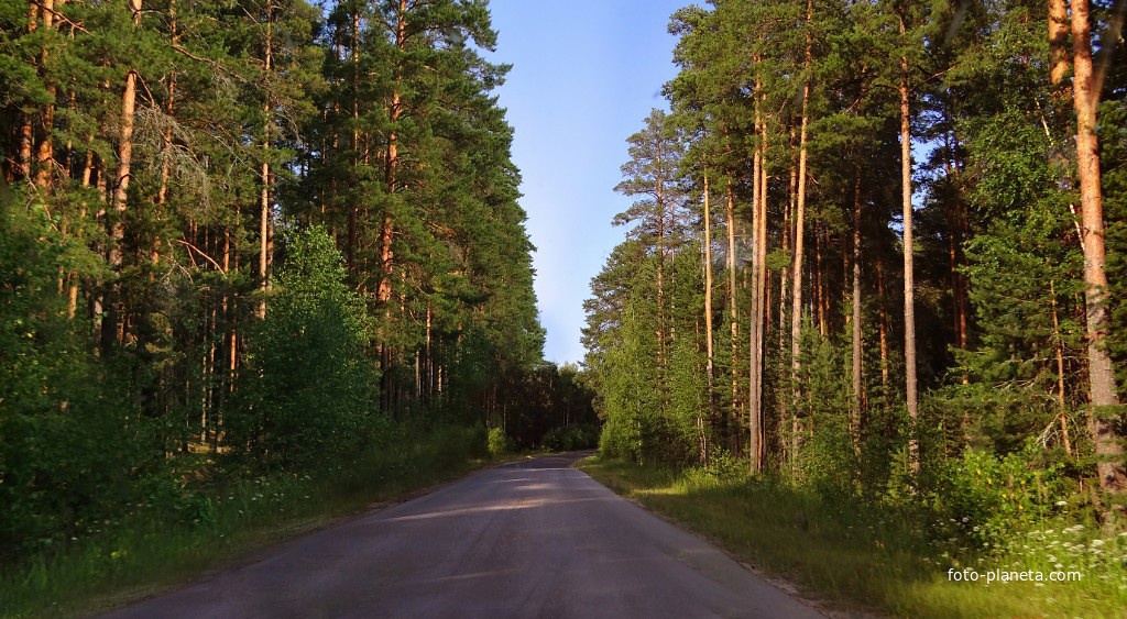 ДОРОГА НА С. ПЕЛЕГОВО