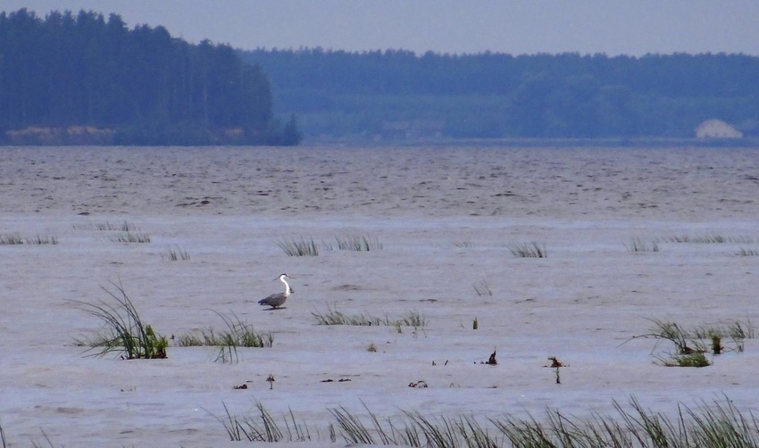 Пелегово