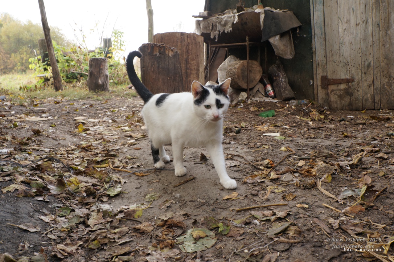 Михайловка