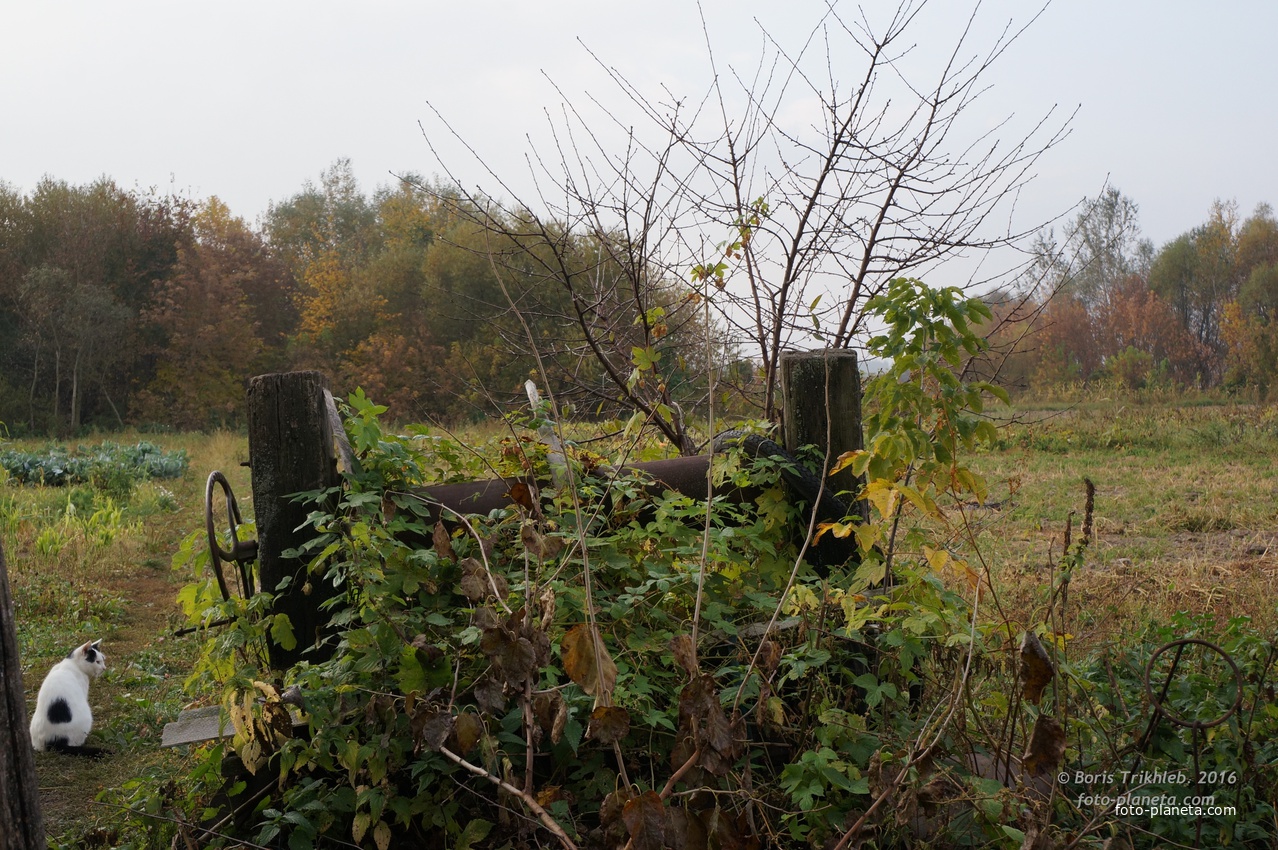 Старый колодец