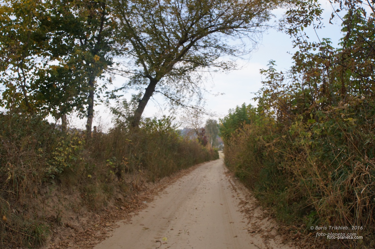 Павловая улица