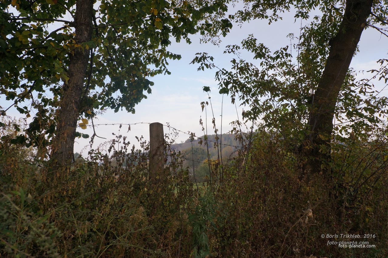 Павловая улица