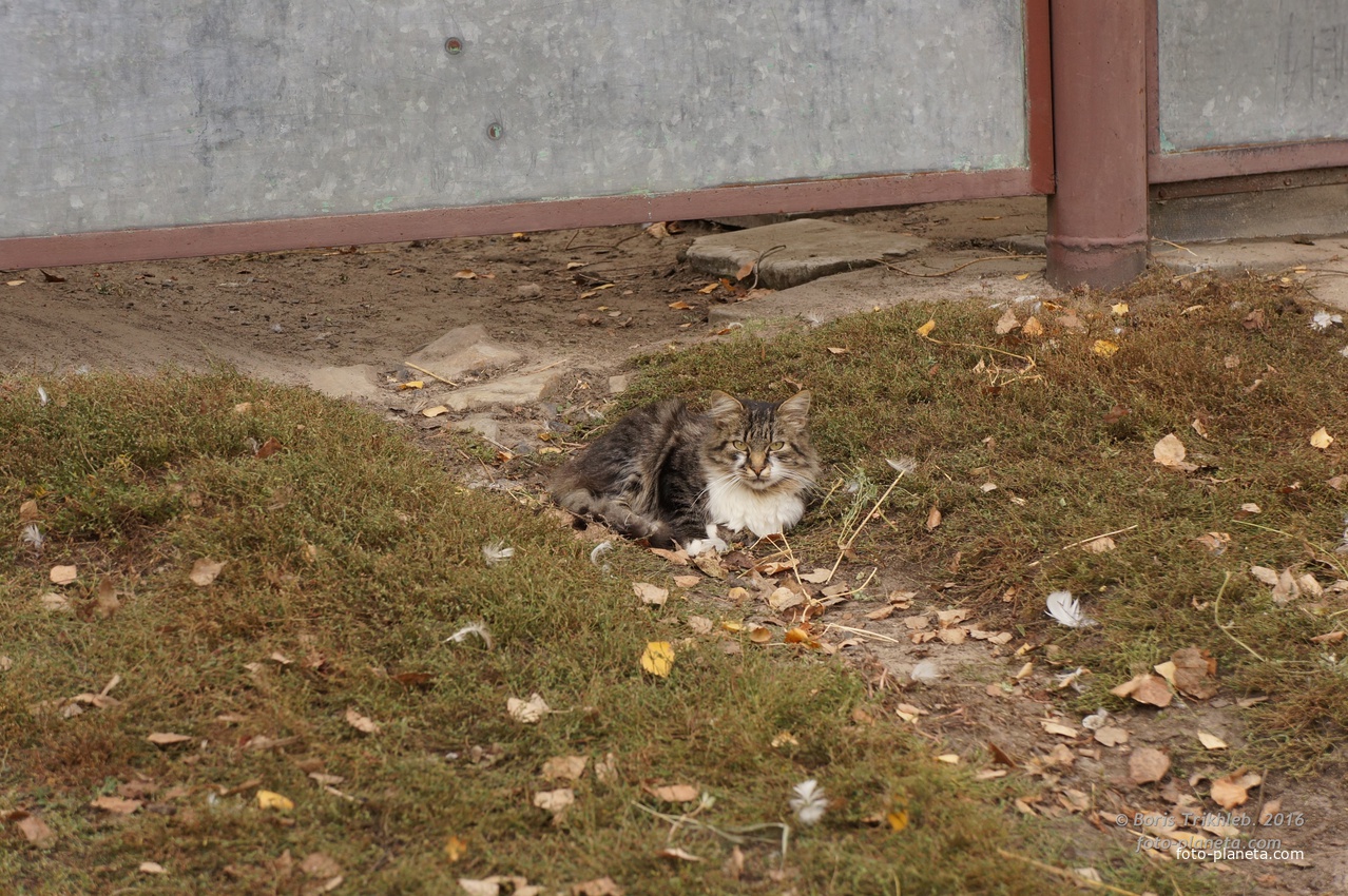 Михайловка