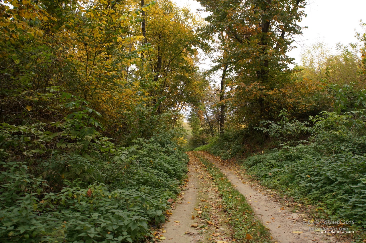Лес, дорога на часовню