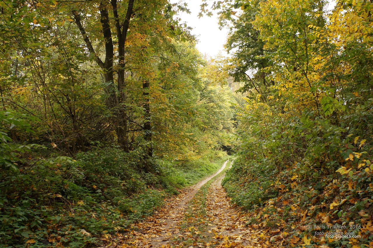 Лес, дорога на часовню