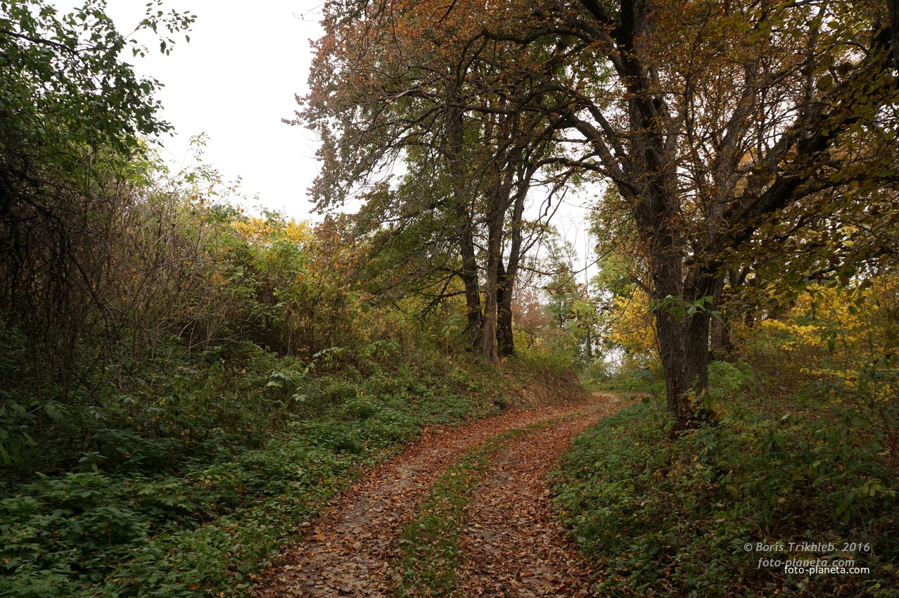 Лес, дорога на часовню