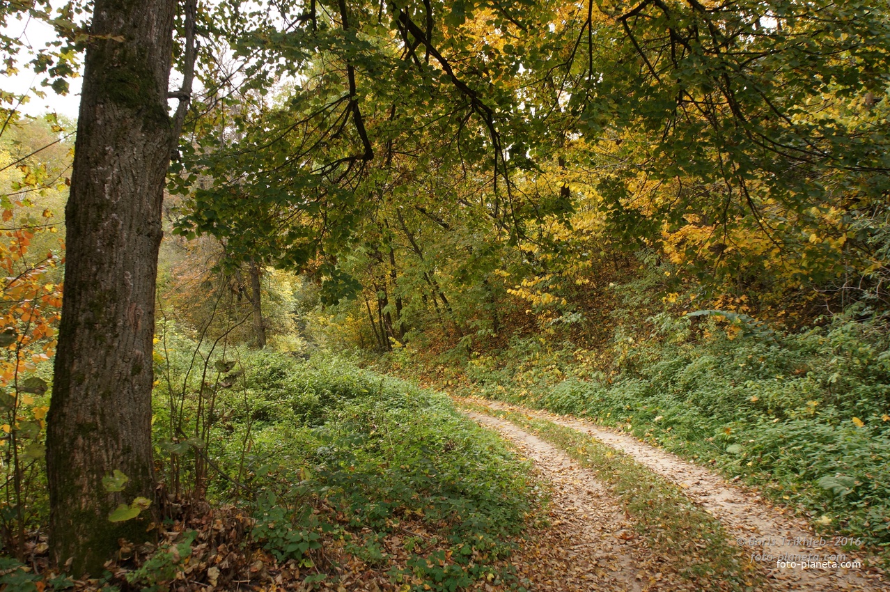 Дорога на часовню, к яблоневу саду