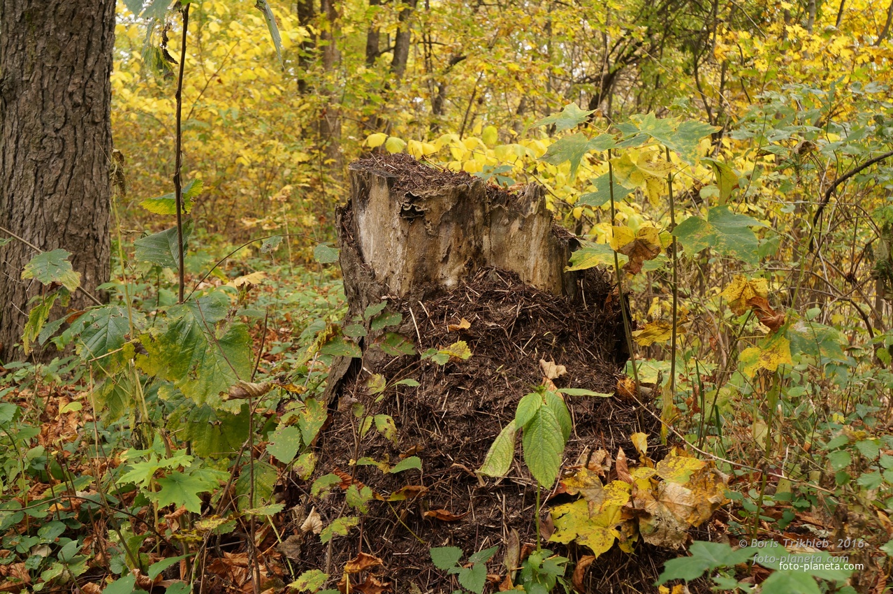 Муравейник