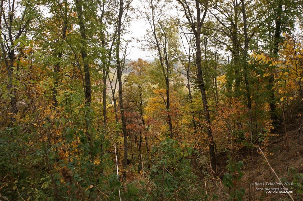 Вид в сторону Западни
