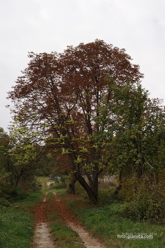 Цветущий осенью каштан у часовни