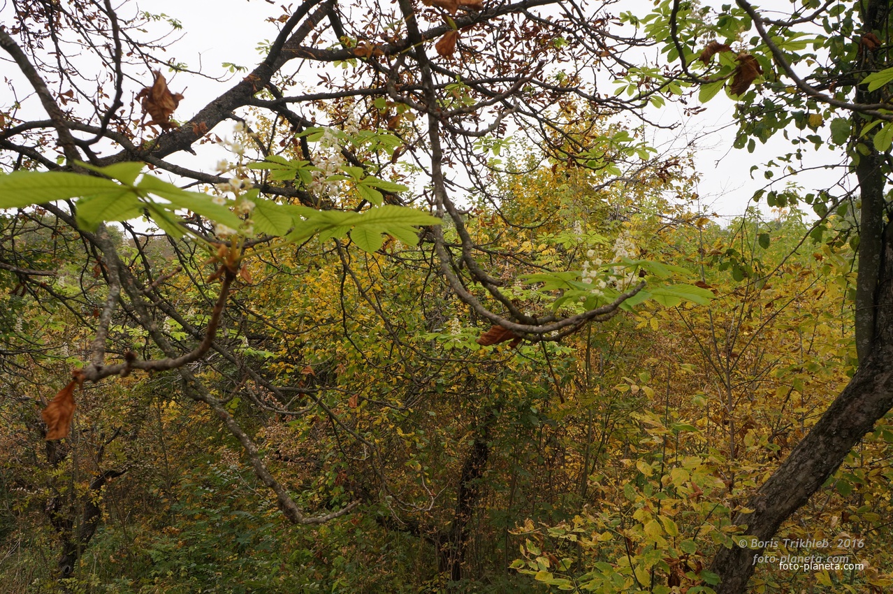 Цветущий осенью каштан у часовни