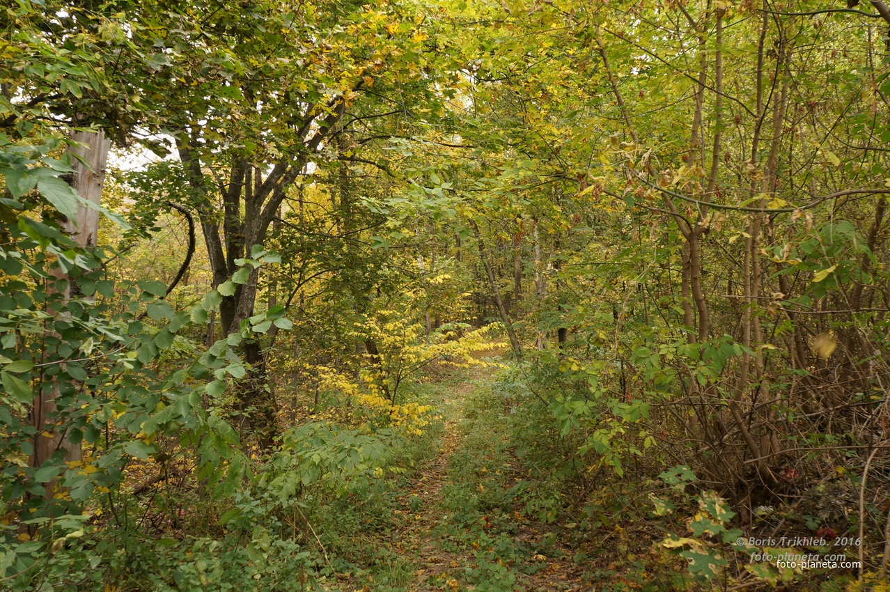 Лес на горе