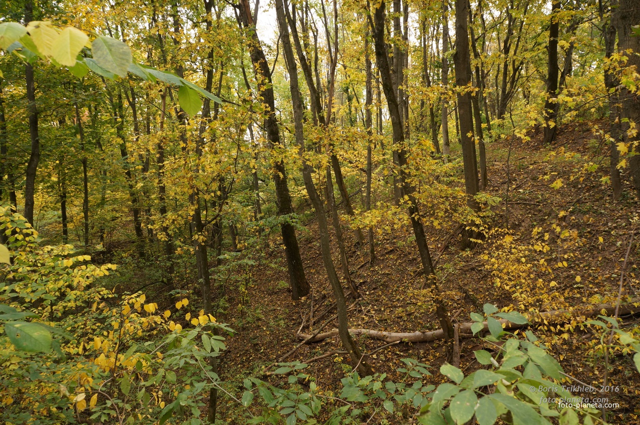 Лес на горе