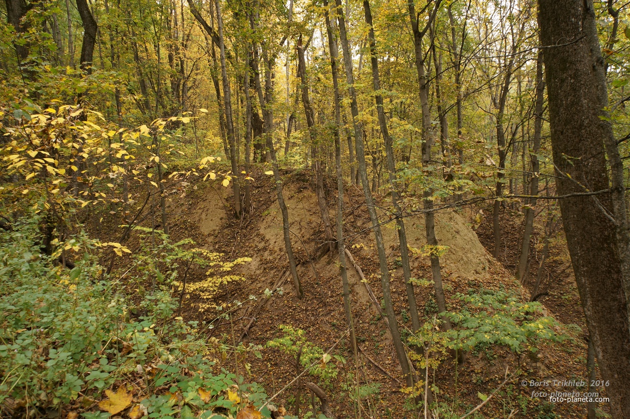 Лес на Лысохе