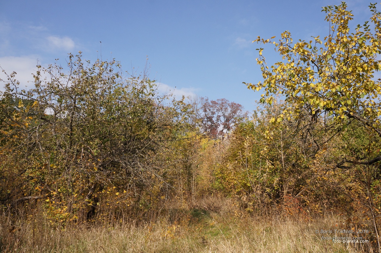 Яблоневый сад