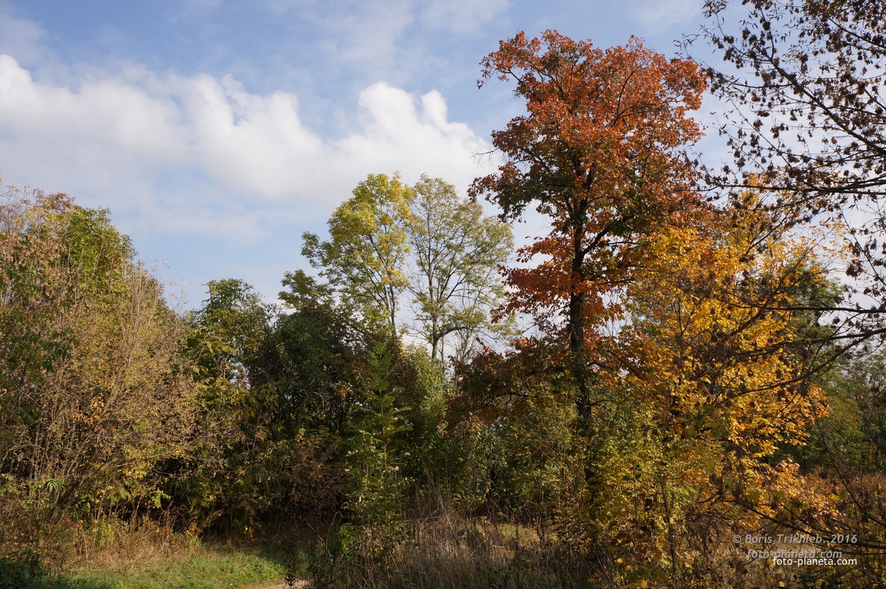 У яблоневого сада