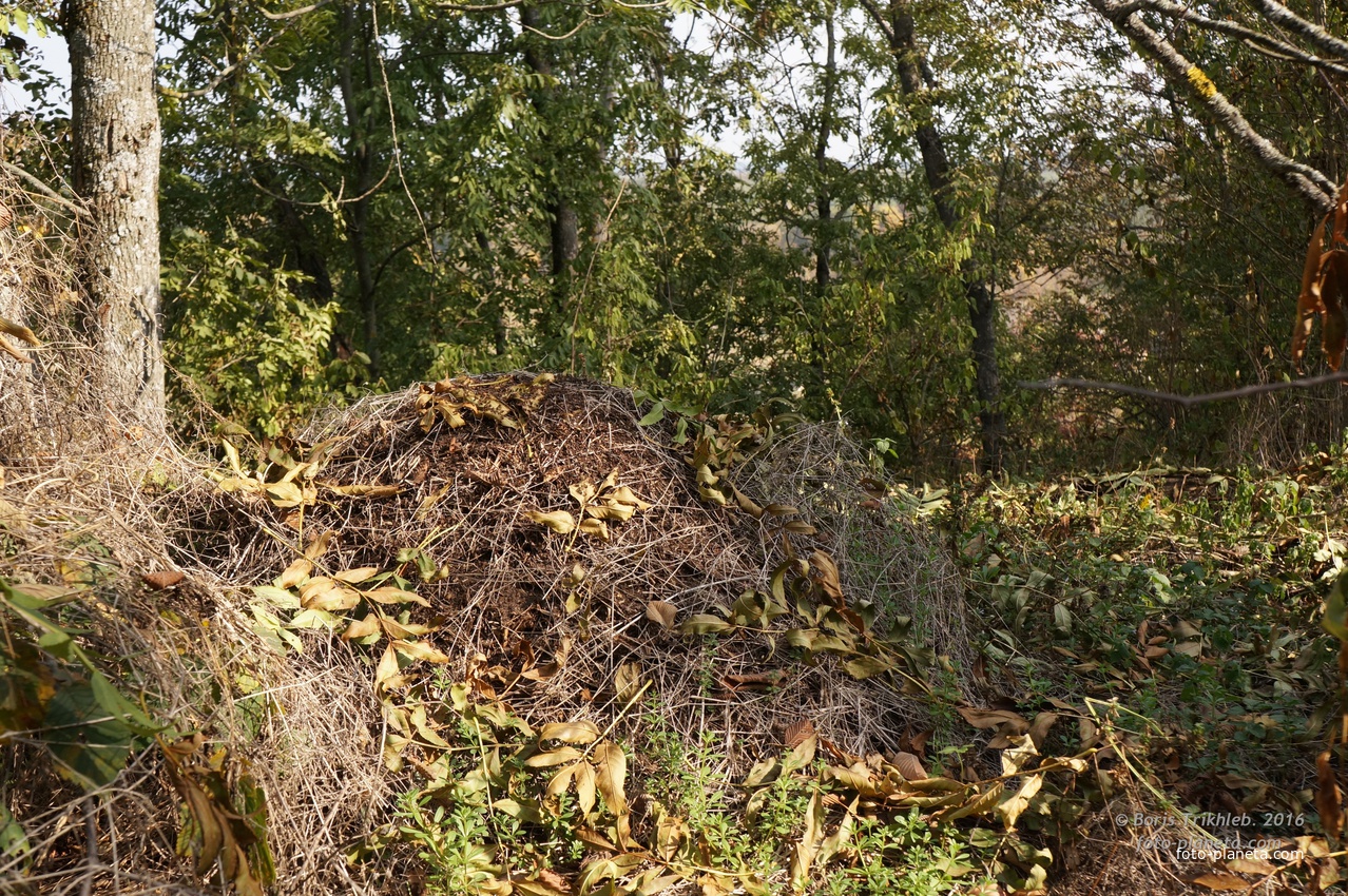 Муровейник