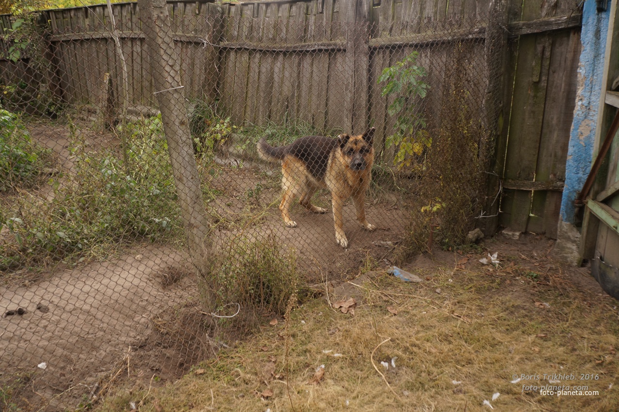 Михайловка, Западня