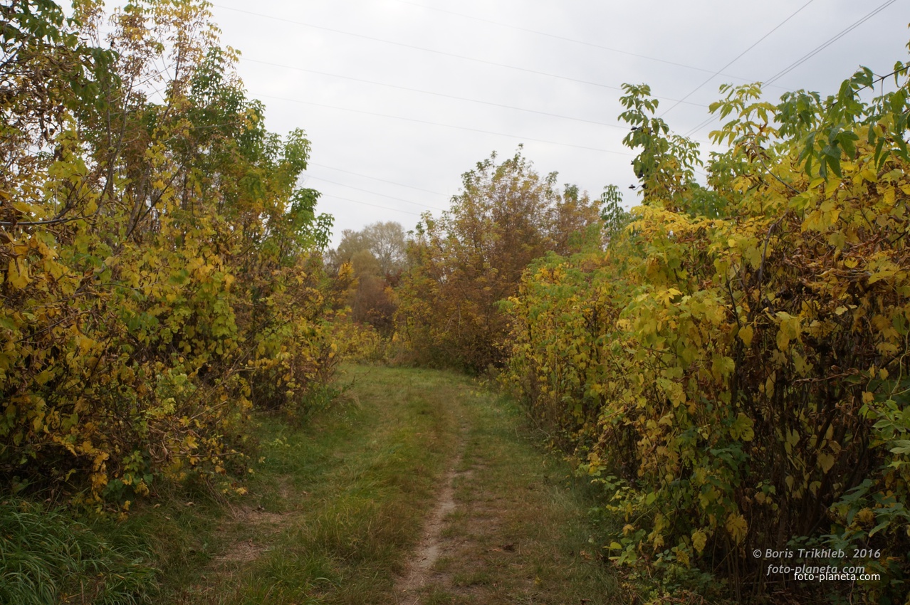 Михайловка, Западня