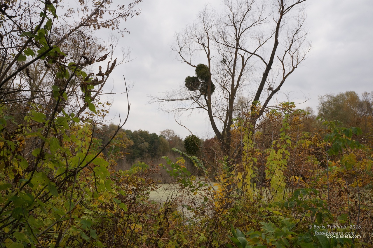 Михайловка, Западня