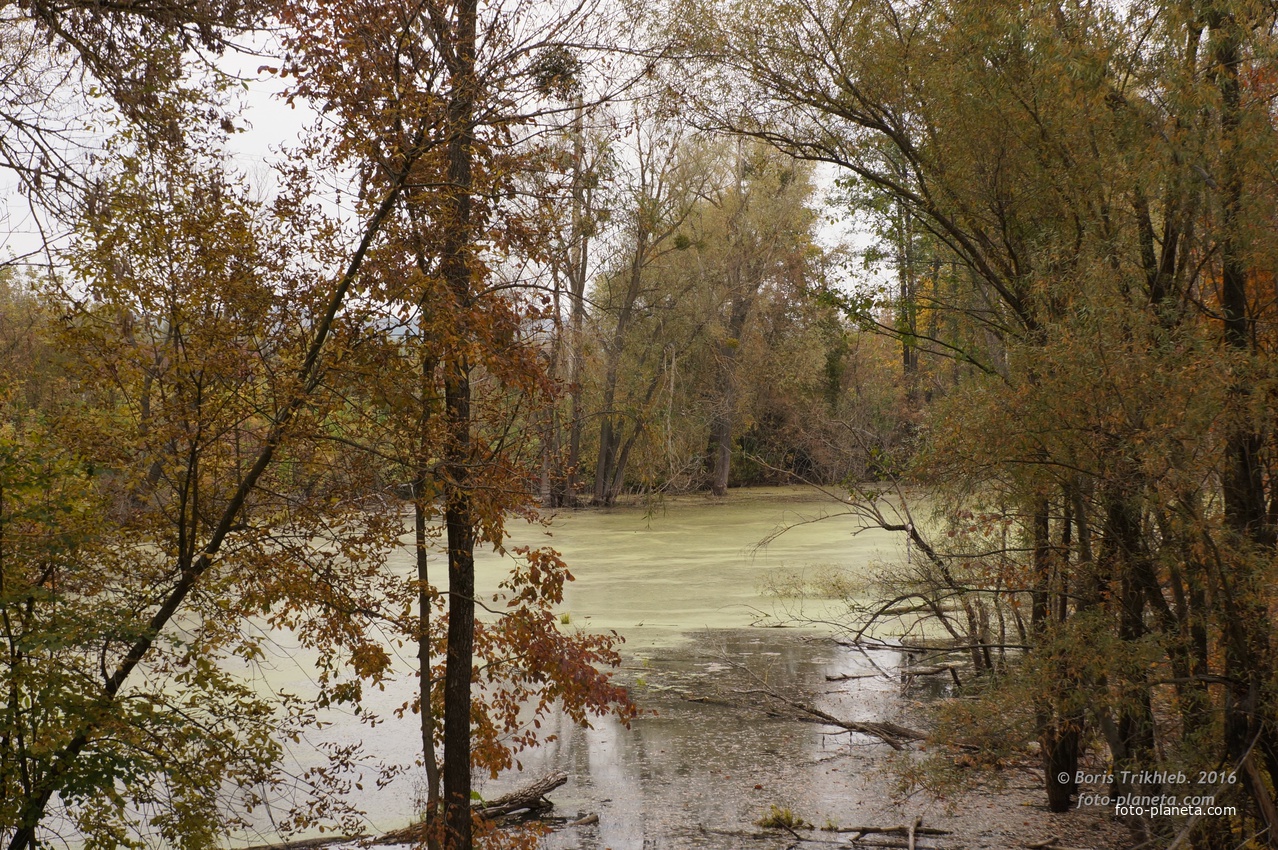 Михайловка, Западня